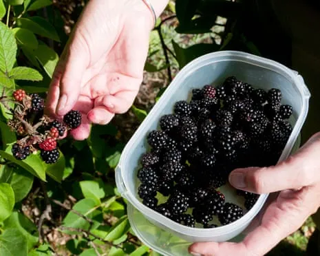 Wanted: Scrumptious Baked Goods to Utilize a Surplus of Homemade Jam
